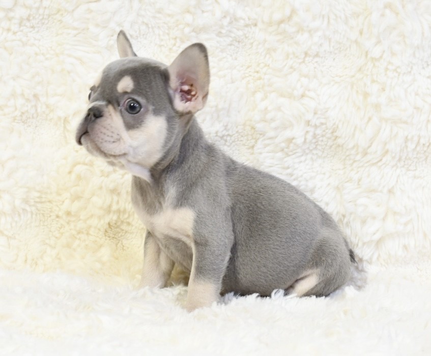 Amy ~ Cute & Small AKC Blue & Tan AKC Female French Bulldog!!