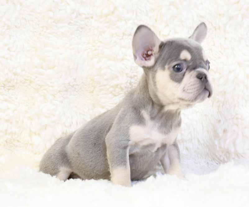 Amy ~ Cute & Small AKC Blue & Tan AKC Female French Bulldog!!