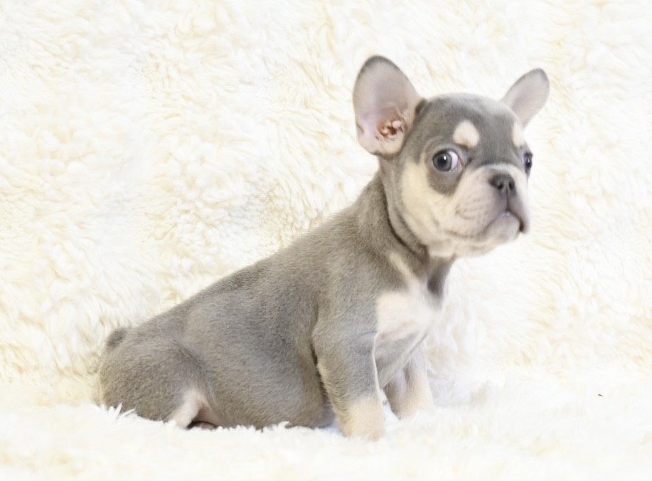 Amy ~ Cute & Small AKC Blue & Tan AKC Female French Bulldog!!