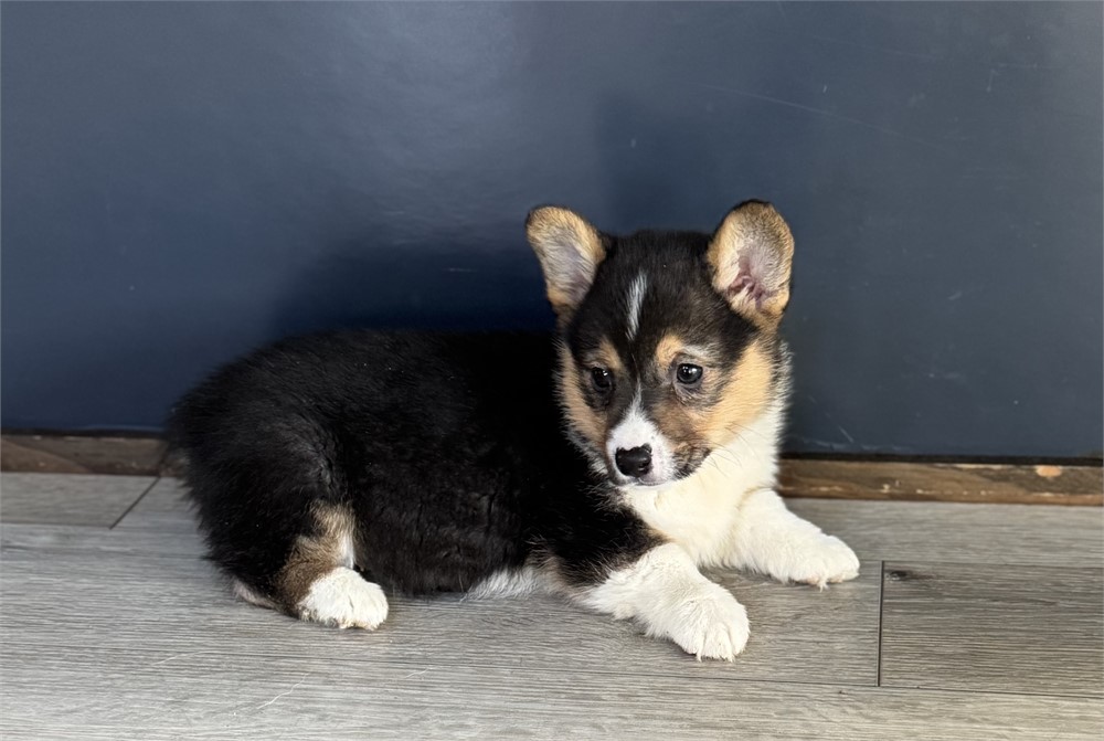 Adorable Corgi Female