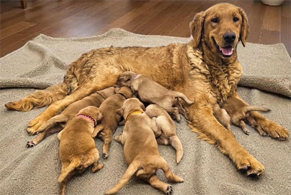 AKC Golden Retriever