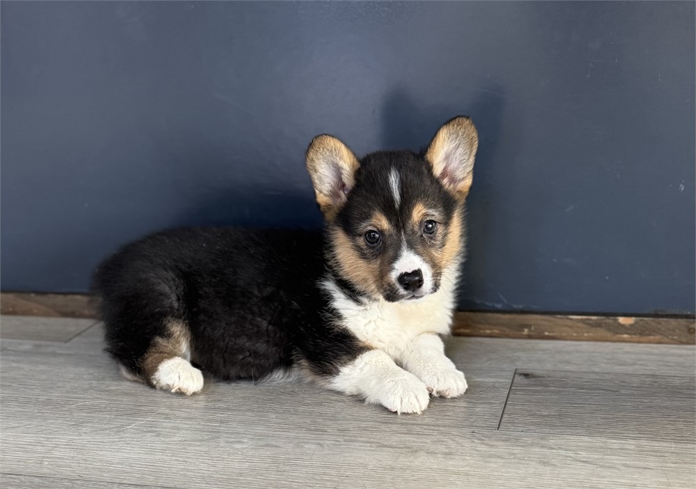 Adorable Corgi Female