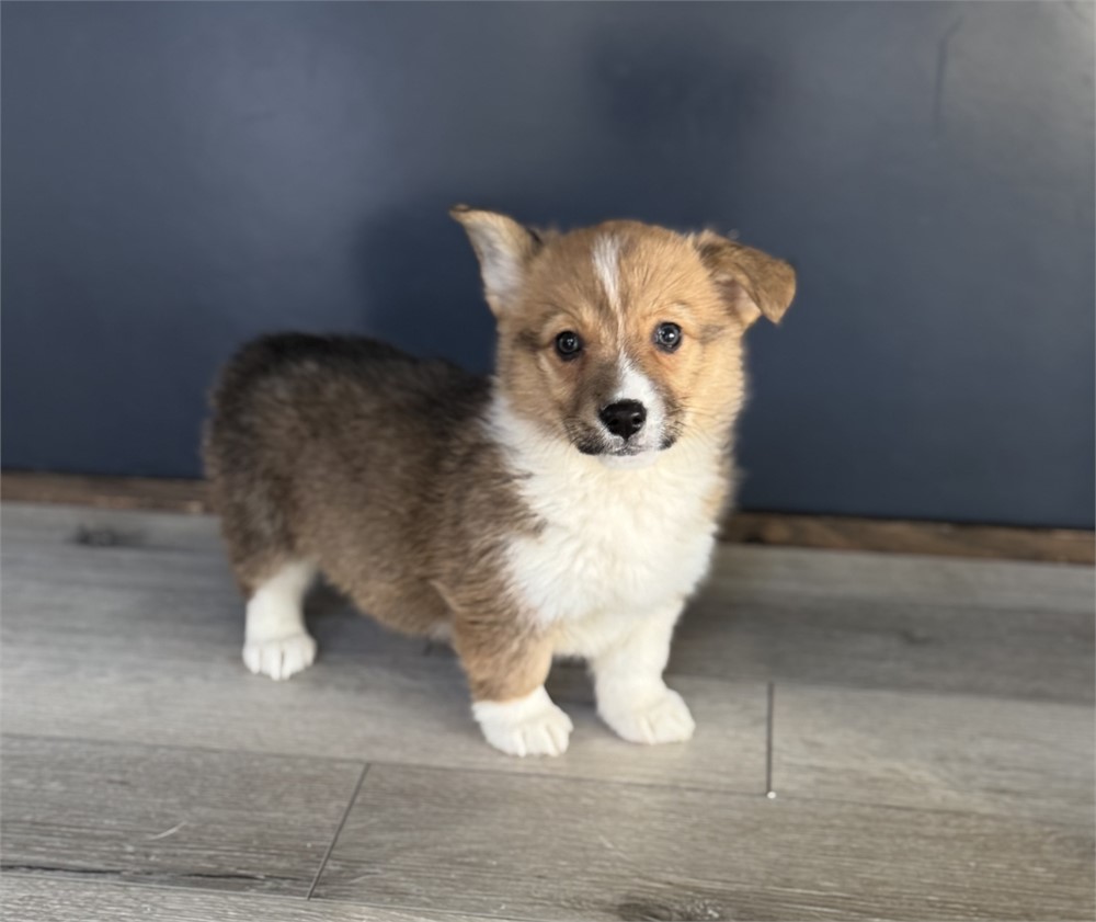 Sweet Corgi Female