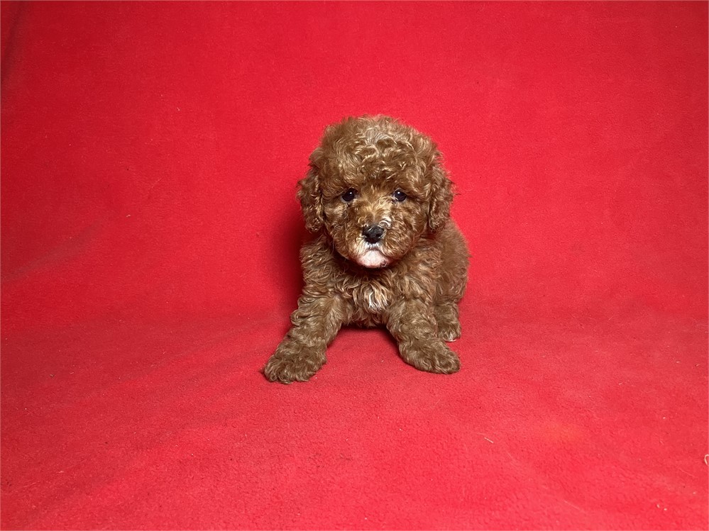Cavapoo Female