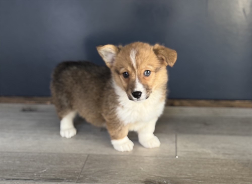 Sweet Corgi Female