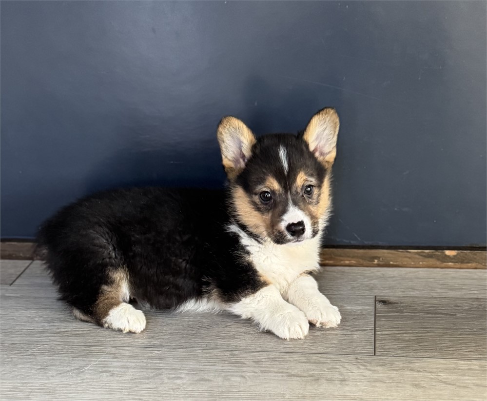 Adorable Corgi Female