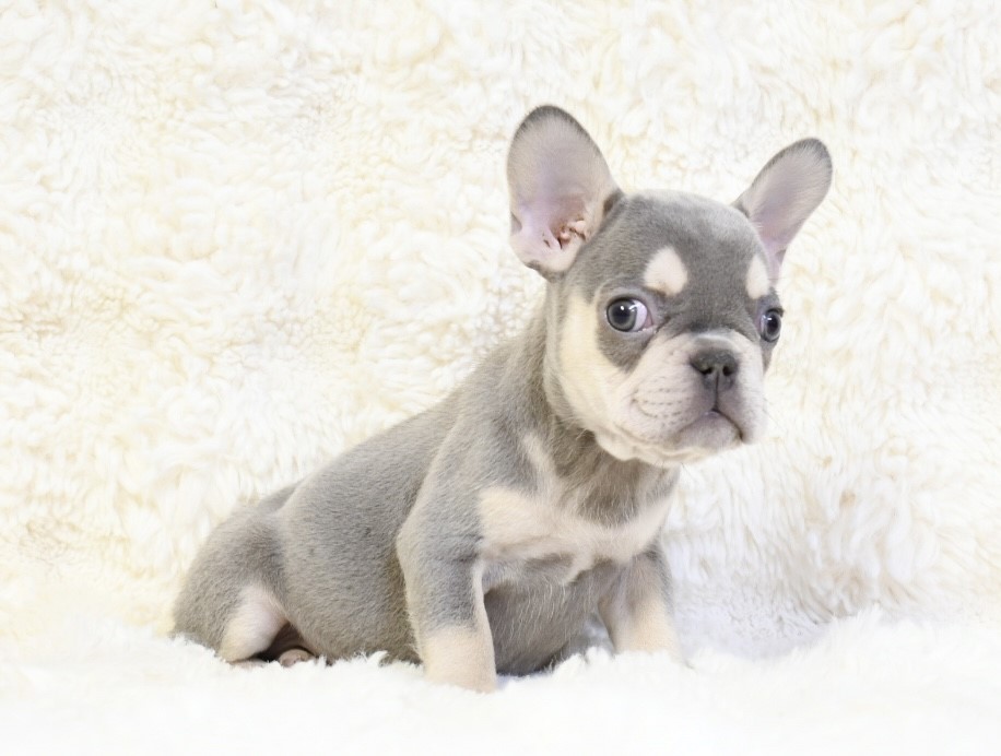 Amy ~ Cute & Small AKC Blue & Tan AKC Female French Bulldog!!