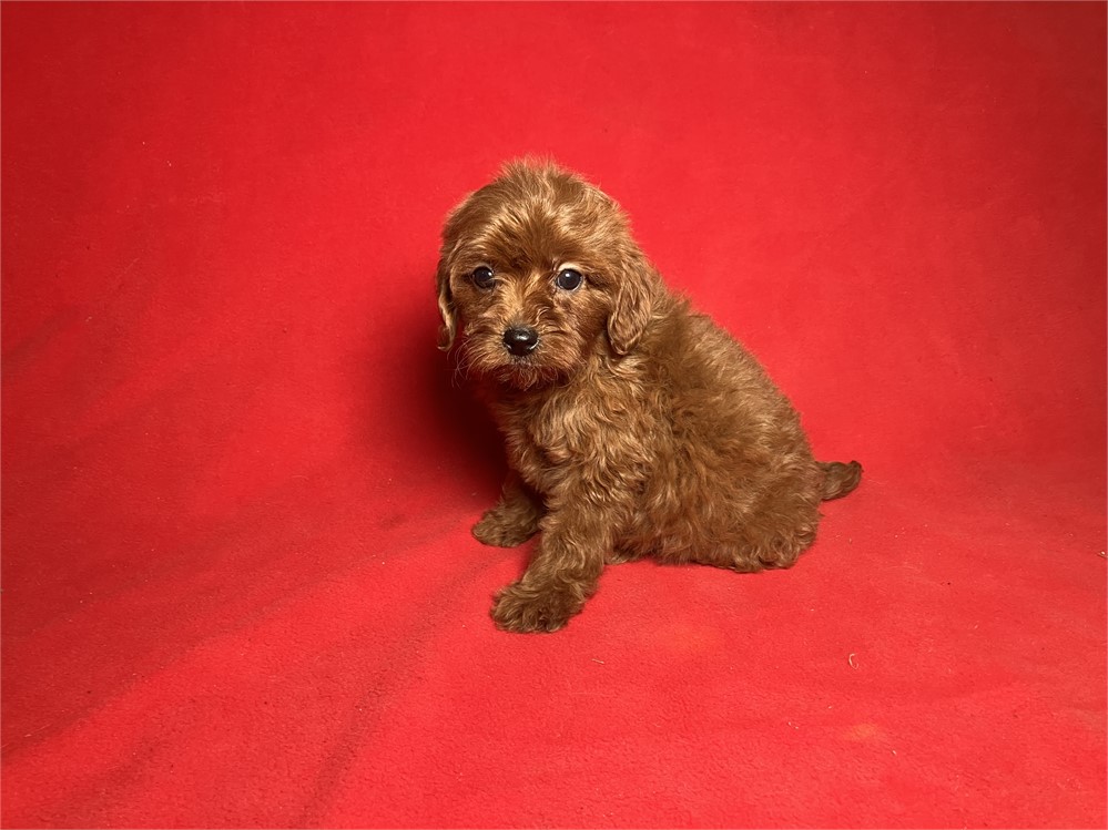 Cavapoo Female 2