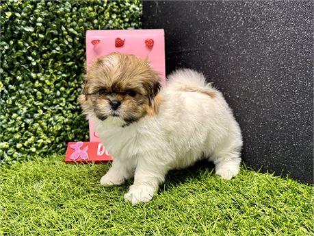 Male shih tzu