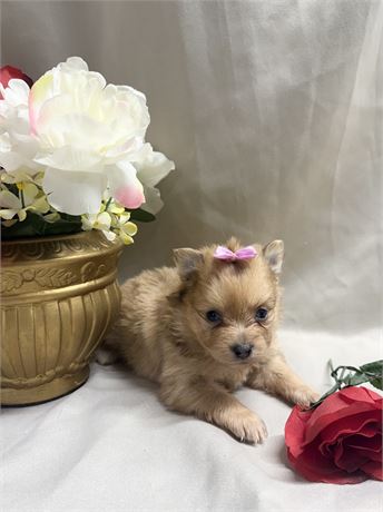 Female Pomeranian (Clean USDA)