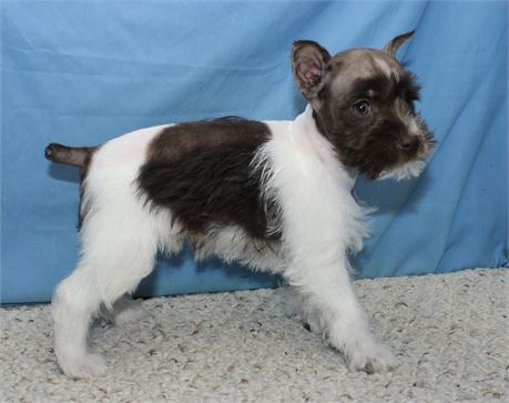 Male Miniature Schnauzer