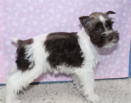 Female Miniature Schnauzer