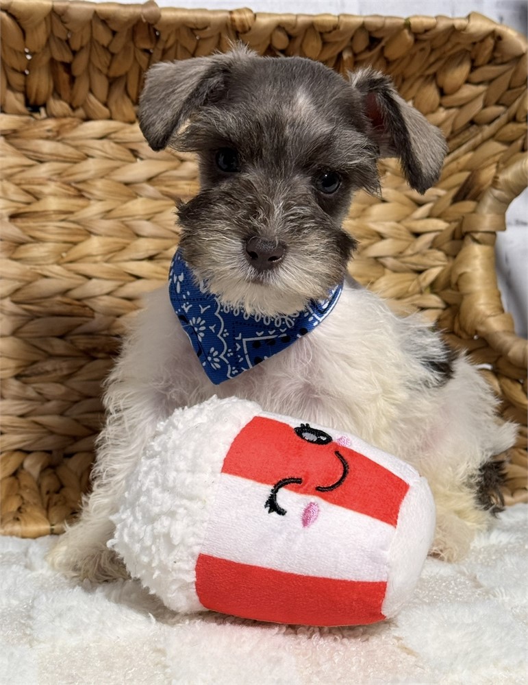 Schnauzer male # 2