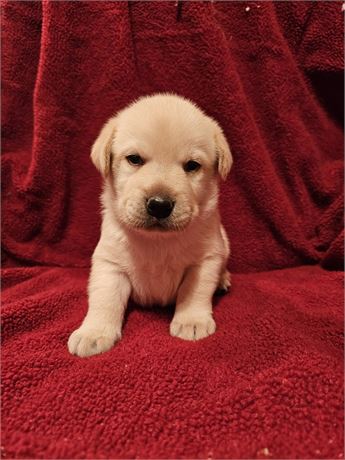 Finn APRI Labrador Retriever