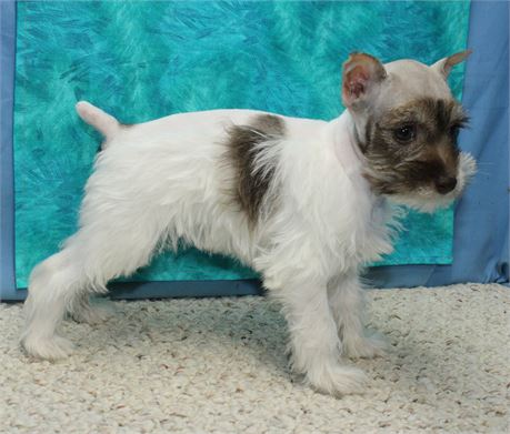 Female Miniature Schnauzer