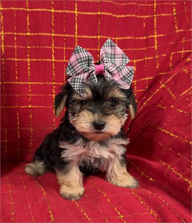 Morkie - Claudia’s # 2 (F)