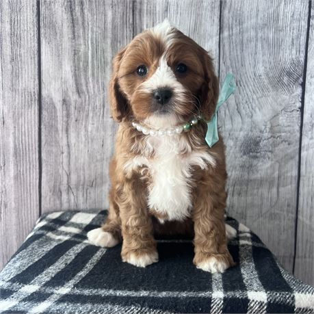 Female Cavapoo