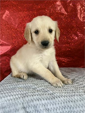 CPR male Golden Retriever