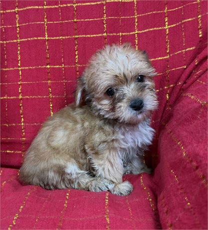Morkie - Claudia’s # 1 (M)