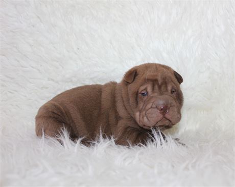 Sushi is ready for your couch