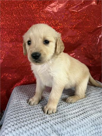 CPR Female Golden Retriever