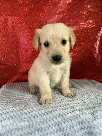 CPR male Golden Retriever