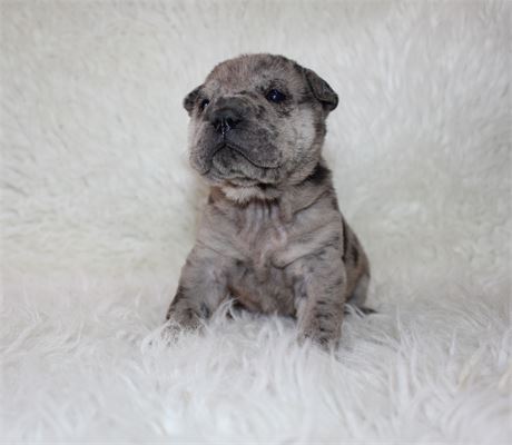 Skittles is a Mini baby girl