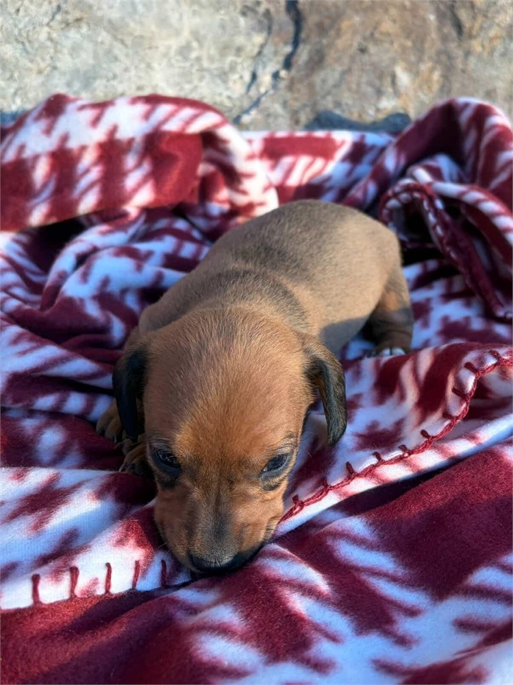 Beautiful Shaded Red Female "Callie"