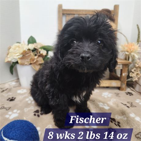 F1b Miniature Aussiedoodle 25109-02