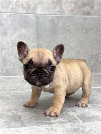 Frenchie 2617-03