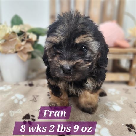 F1b Miniature Aussiedoodle 25109-03