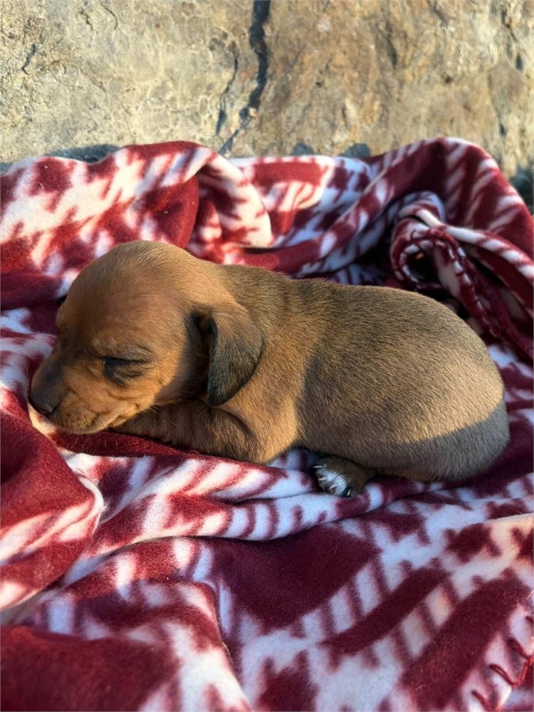 Beautiful Shaded Red Female "Callie"
