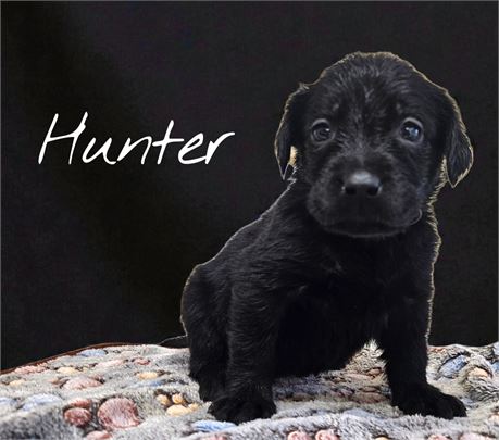 AKC Black Lab Hunter