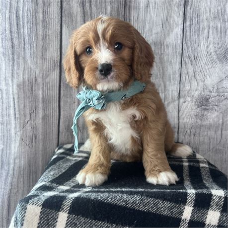Male Cavapoo