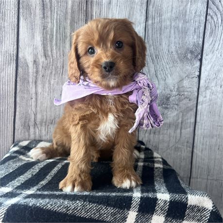 Female Cavapoo