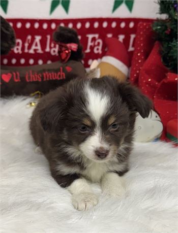 Super Cute Little Toy Aussie
