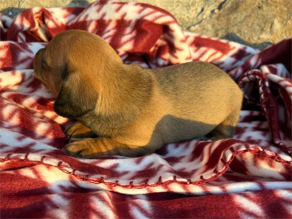 Beautiful Shaded Red Female "Callie"