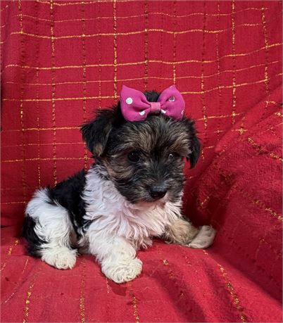 Morkie - Claudia’s # 3 (F)