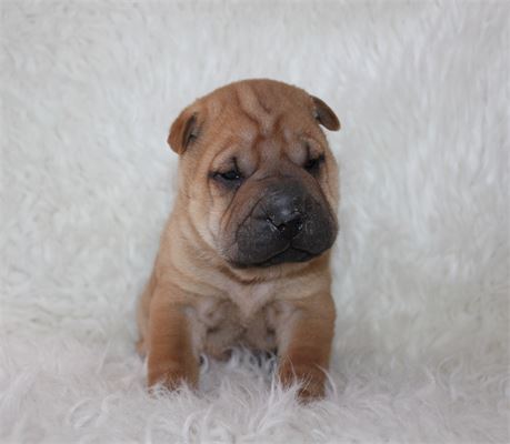 Poptart is ready to melt your heart