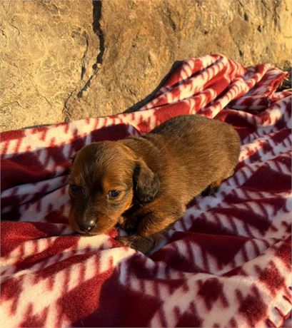 Beautiful Long Haired Female "Cora"