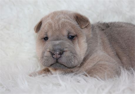 Scotch is a pretty boy mini