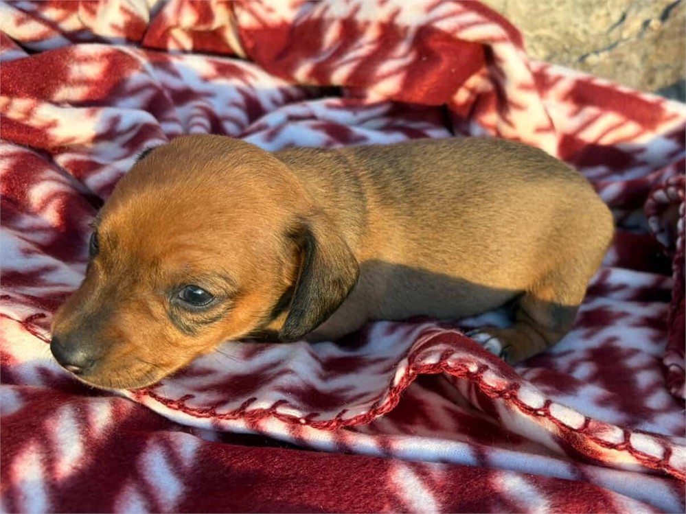 Beautiful Shaded Red Female "Callie"