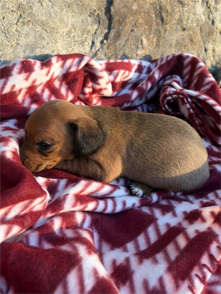 Beautiful Shaded Red Female "Callie"