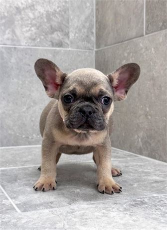Frenchie 2618-01