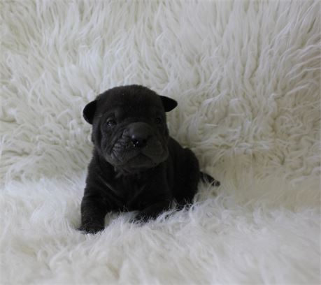 Bourbon Mini baby boy