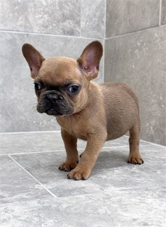 Frenchie 2618-03