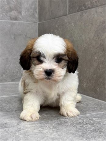 Shihpoo 2614-03