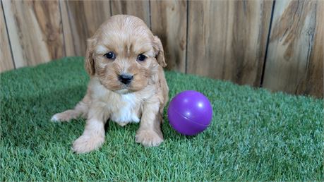 Cavapoo Female