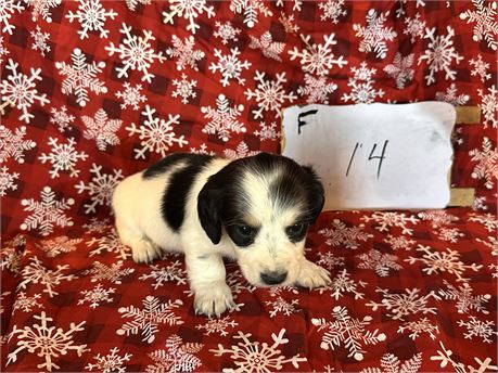 Mini dachshund clean usda