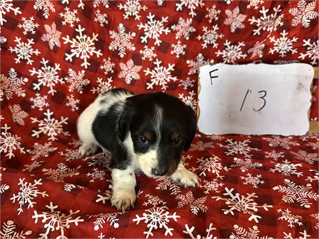 Mini dachshund clean usda